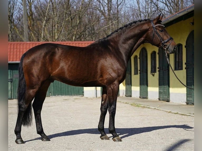 KWPN Semental 3 años 168 cm Castaño in Murska Soboda