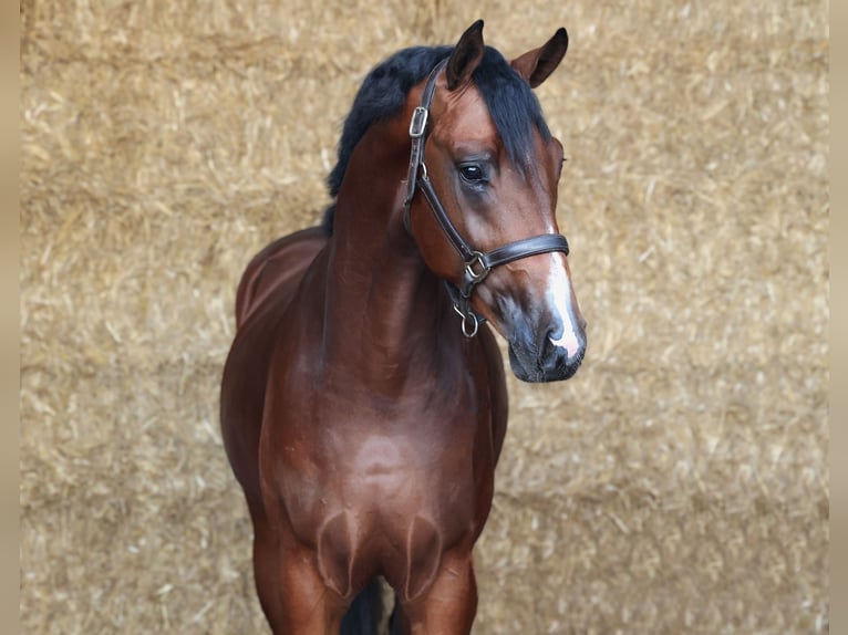KWPN Semental 3 años 168 cm Castaño oscuro in Moergestel