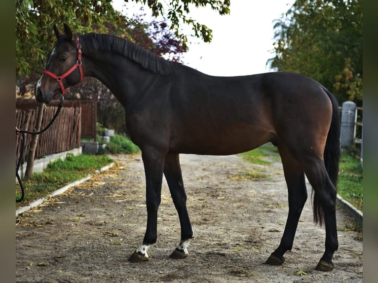 KWPN Semental 3 años 168 cm Castaño oscuro in Murska Soboda