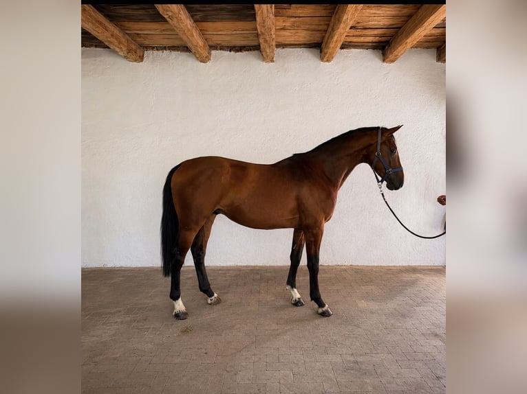 KWPN Semental 3 años 168 cm Castaño rojizo in Lendava