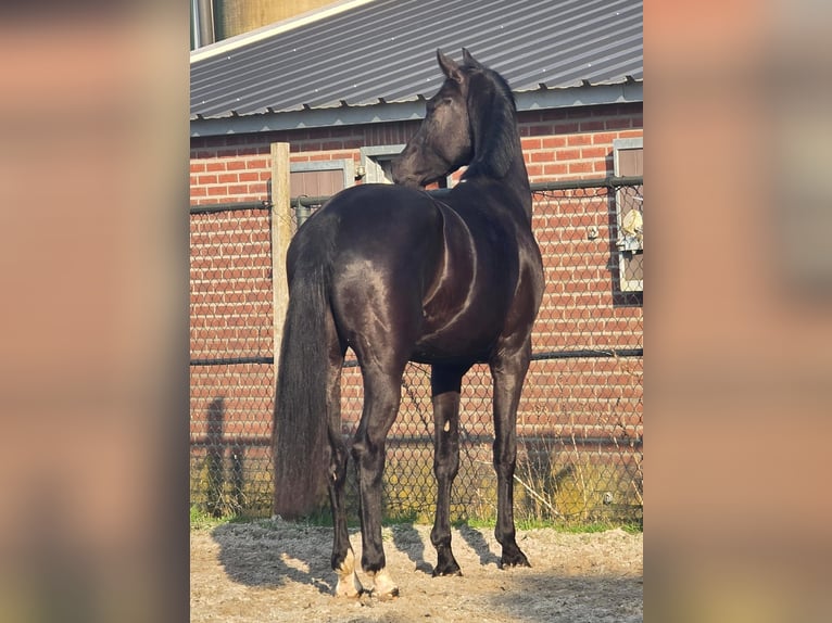 KWPN Semental 3 años 168 cm Negro in Someren