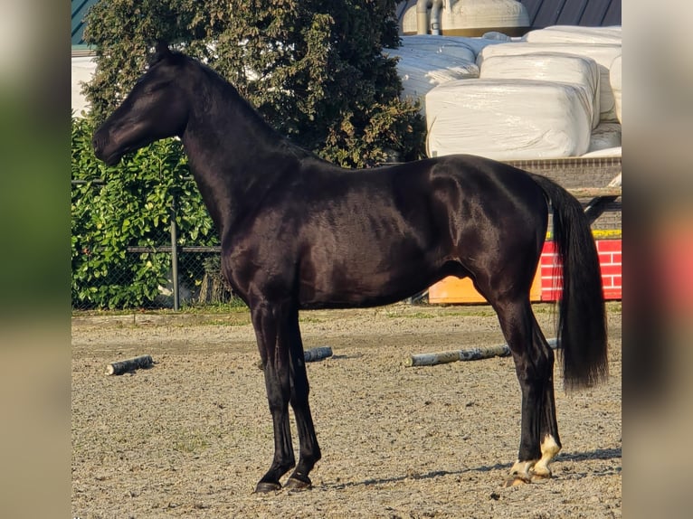 KWPN Semental 3 años 168 cm Negro in Someren