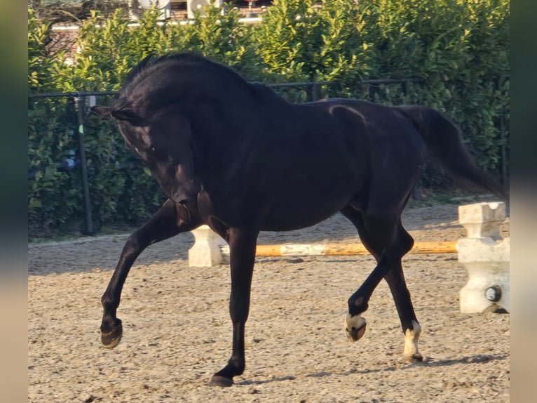 KWPN Semental 3 años 168 cm Negro in Someren