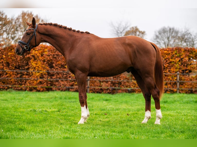 KWPN Semental 3 años 169 cm Alazán in Oss