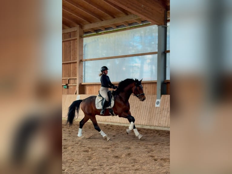 KWPN Semental 3 años 170 cm Castaño in Fürstenau