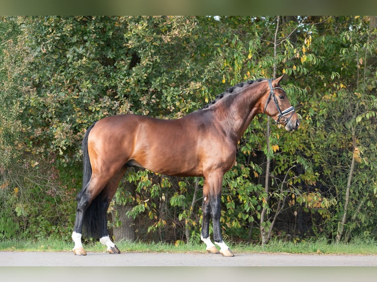 KWPN Semental 3 años 170 cm Castaño in Oosterhout