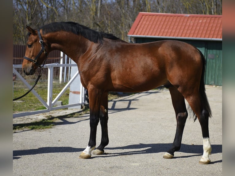 KWPN Semental 3 años 170 cm Castaño in Murska Soboda
