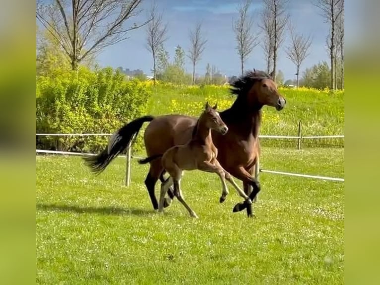 KWPN Semental 3 años 170 cm Castaño oscuro in Zuid-Beijerland