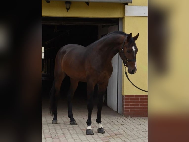 KWPN Semental 3 años 170 cm Castaño oscuro in Murska Soboda