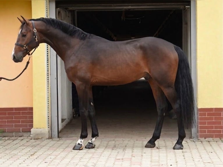 KWPN Semental 3 años 170 cm Castaño oscuro in Murska Soboda