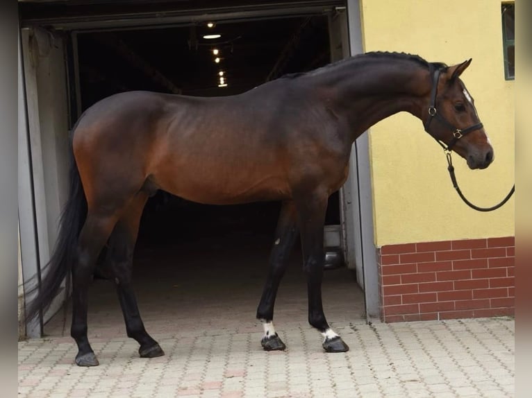 KWPN Semental 3 años 170 cm Castaño oscuro in Murska Soboda