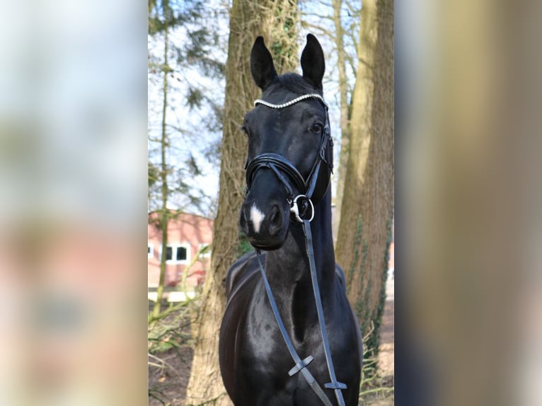 KWPN Semental 3 años 170 cm Negro in F&#xFC;rstenau