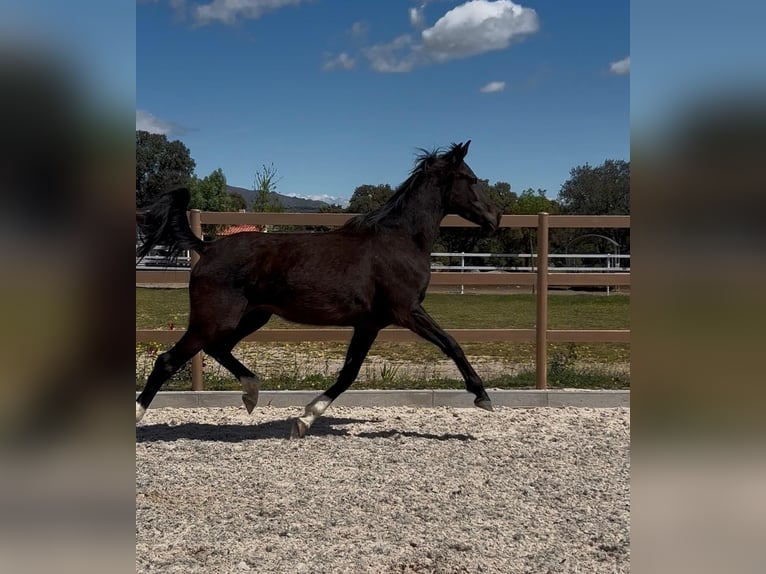 KWPN Semental 3 años 170 cm Negro in colmenar viejo