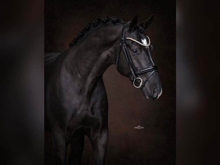 KWPN Semental 3 años 170 cm Negro in Heemskerk