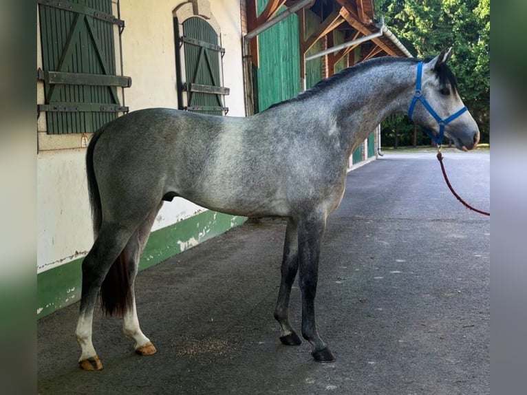 KWPN Semental 3 años 170 cm Tordo in Murska Soboda