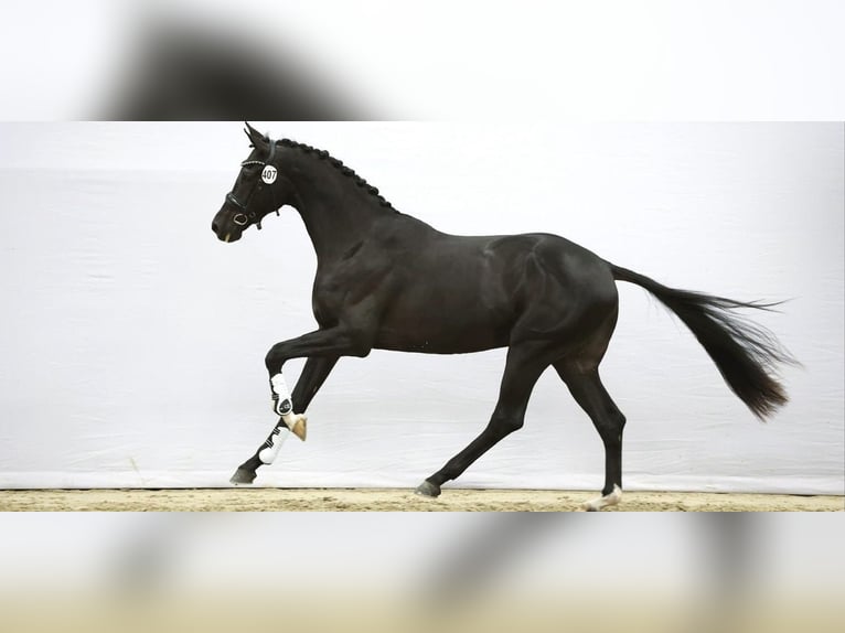 KWPN Semental 3 años 171 cm Negro in Zuidoostbeemster