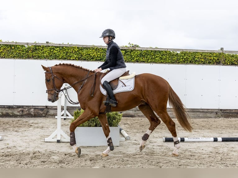 KWPN Semental 3 años 172 cm Alazán in Waddinxveen
