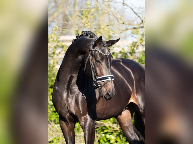 KWPN Semental 3 años 172 cm Morcillo in Oosterhout