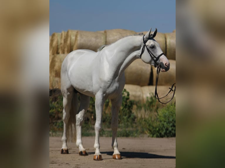 KWPN Semental 3 años 172 cm Tordo in Gyula