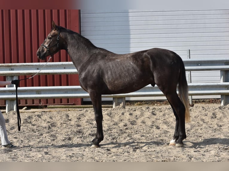 KWPN Semental 3 años 173 cm Alazán in Opende