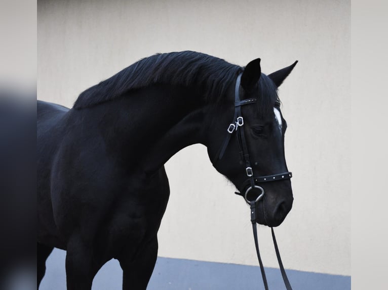 KWPN Semental 3 años 173 cm Negro in Békéscsaba