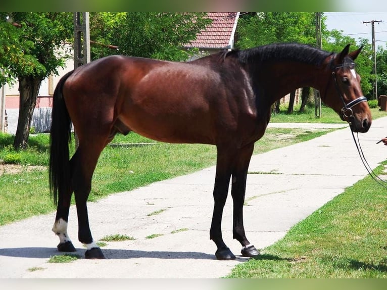 KWPN Semental 3 años 178 cm Castaño in Szarvas