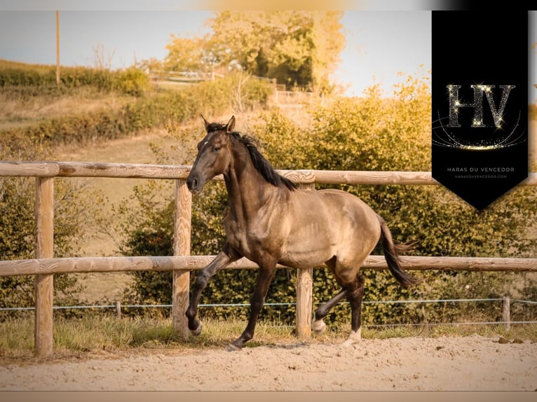 KWPN Semental 3 años Grullo in Marly-sous-Issy