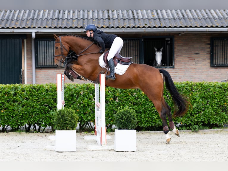 KWPN Semental 4 años 163 cm Castaño in Waddinxveen KWPN Semental 4 años 163 cm Castaño in Waddinxveen