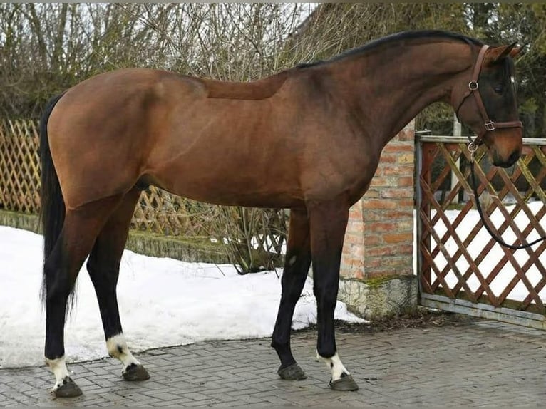 KWPN Semental 4 años 169 cm Castaño rojizo in Lendava/Lendva
