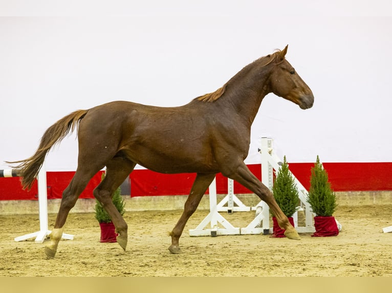 KWPN Semental 4 años 170 cm Alazán in Waddinxveen