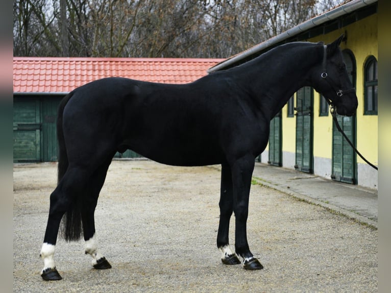 KWPN Semental 4 años 170 cm Negro in Murska Soboda