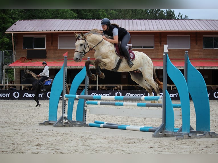 KWPN Semental 4 años 171 cm Atigrado/Moteado in Castres-Gironde