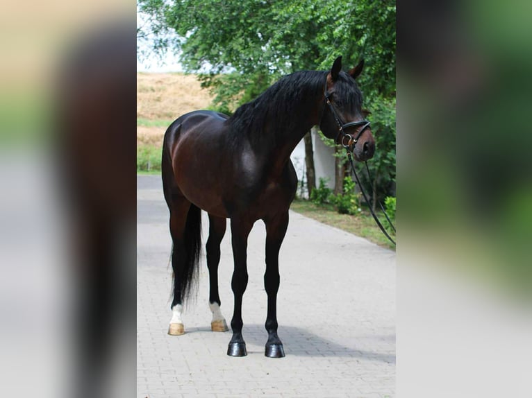 KWPN Semental 4 años 172 cm Castaño oscuro in B&#xE9;k&#xE9;scsaba