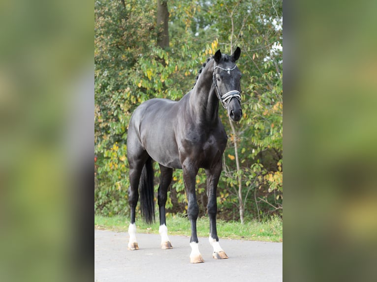 KWPN Semental 4 años 172 cm Negro in Oosterhout