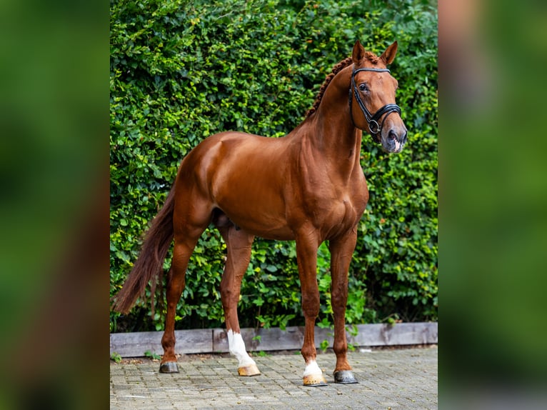 KWPN Semental 4 años 173 cm Alazán in Veghel