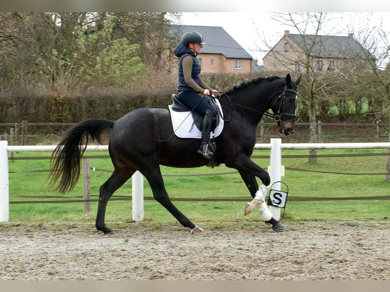 KWPN Semental 4 años 173 cm Morcillo in Aachen