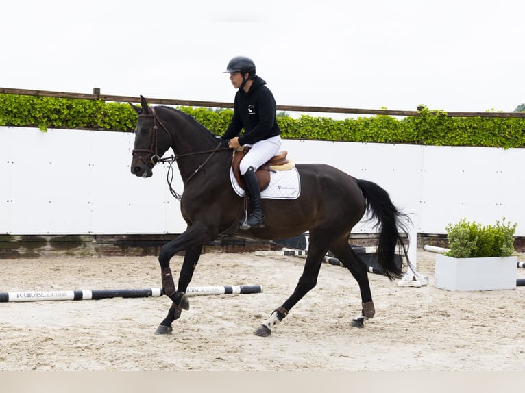 KWPN Semental 4 años 173 cm Morcillo in Waddinxveen