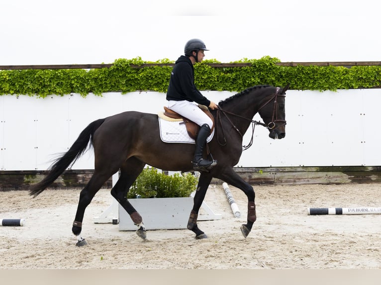 KWPN Semental 4 años 173 cm Morcillo in Waddinxveen