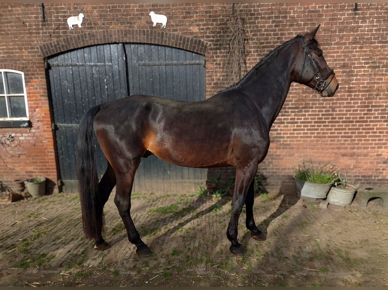 KWPN Semental 4 años 180 cm Castaño oscuro in Werkhoven