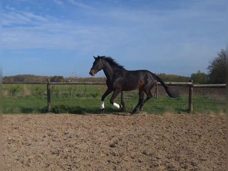 KWPN Semental 4 años 180 cm Castaño oscuro in Werkhoven