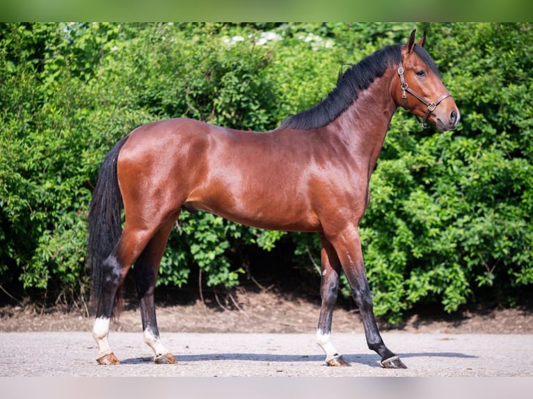 KWPN Semental 5 años 165 cm Castaño in Königsbach-Stein