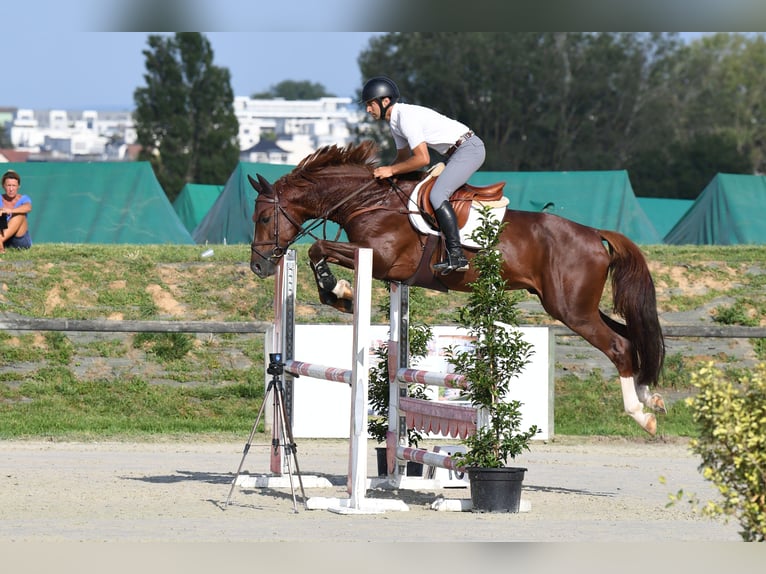 KWPN Semental 5 años 167 cm Alazán-tostado in GROTE-BROGEL