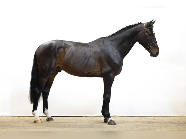 KWPN Semental 5 años 171 cm  in Waddinxveen