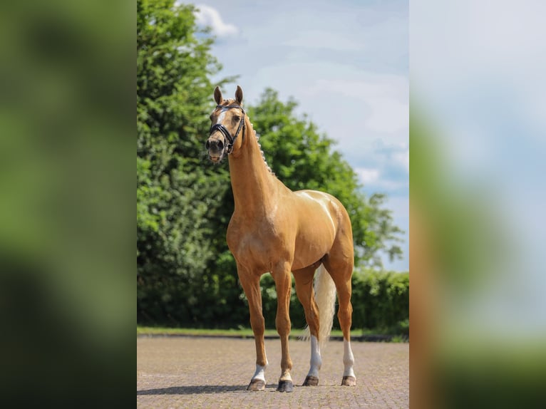 KWPN Semental 5 años 175 cm Palomino in Ansen