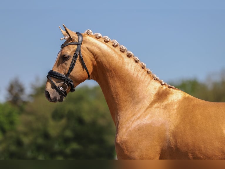 KWPN Semental 5 años 175 cm Palomino in Ansen