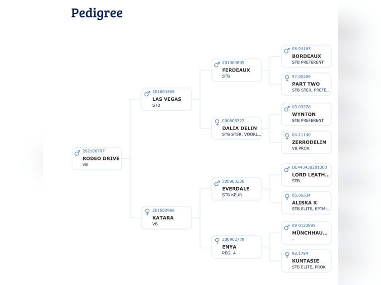 KWPN Semental 5 años 177 cm Castaño oscuro in La Cabrera