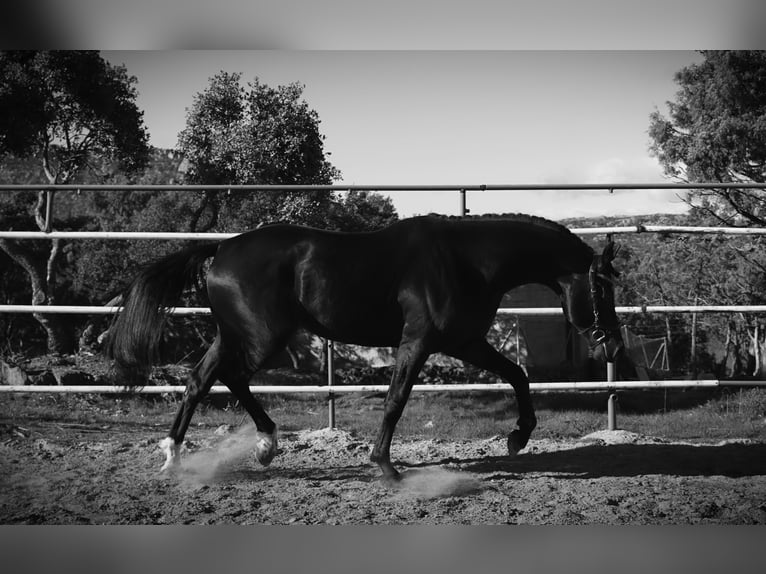 KWPN Semental 5 años 177 cm Castaño oscuro in La Cabrera