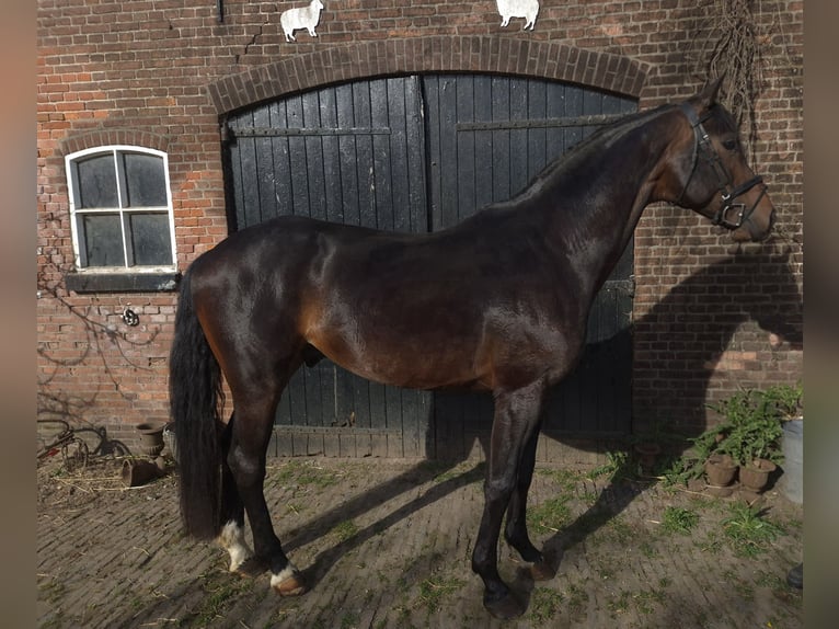 KWPN Semental 5 años 178 cm Castaño oscuro in Werkhoven