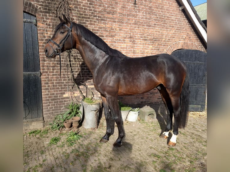 KWPN Semental 5 años 178 cm Castaño oscuro in Werkhoven