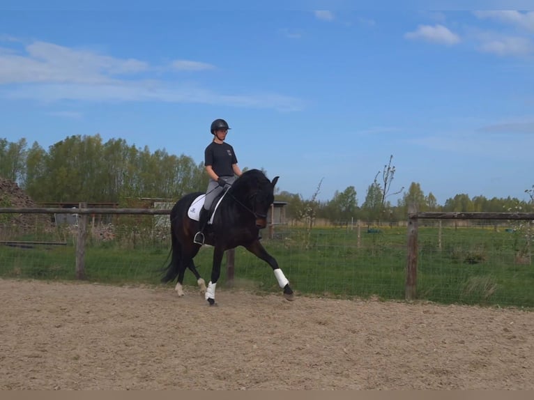 KWPN Semental 6 años 176 cm Castaño oscuro in Werkhoven
